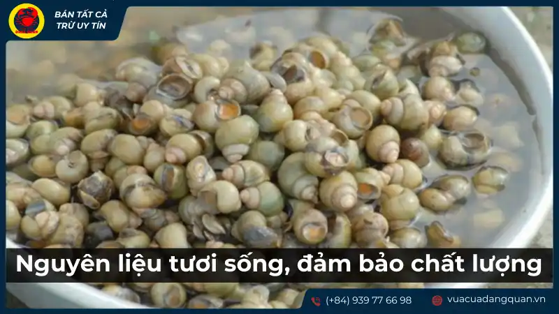 Nguyên liệu ốc tươi sống được đánh bắt trong ngày