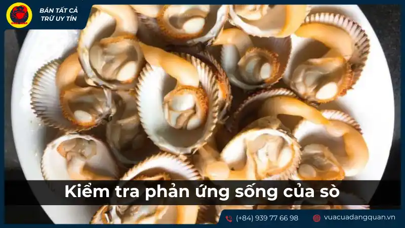 Cách kiểm tra sò dương tươi ngon qua phản ứng khi chế biến