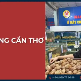 Sò dương tươi sống tại Cần Thơ