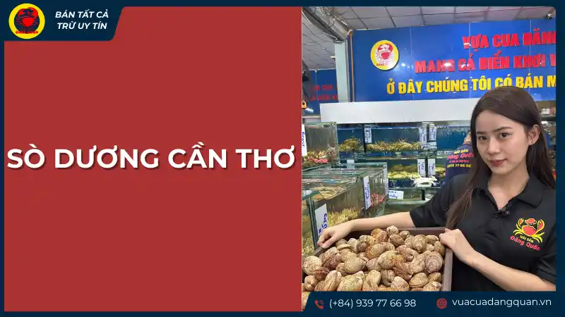 Sò dương tươi sống tại Cần Thơ