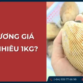 Giá sò dương tươi sống trên thị trường