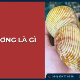 Giới thiệu về sò dương và đặc điểm của chúng