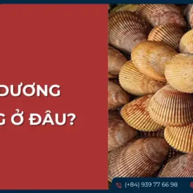 Môi trường sống của sò dương