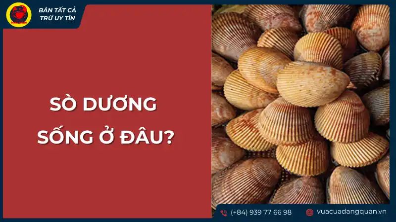 Môi trường sống của sò dương
