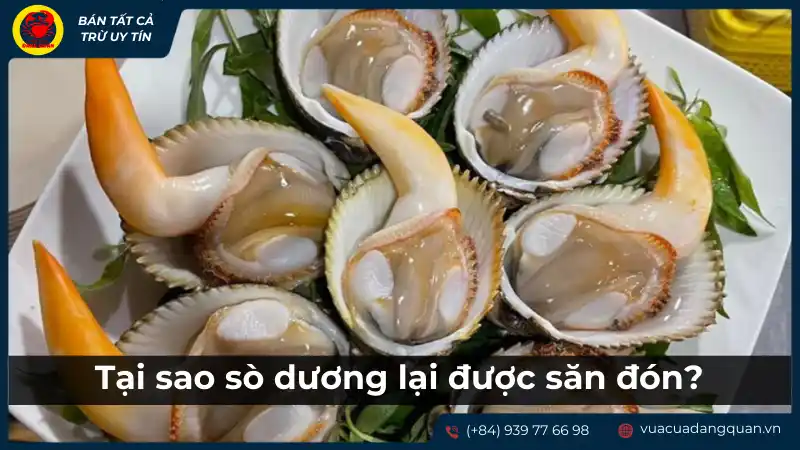 Lý do sò dương được thị trường săn đón và yêu thích