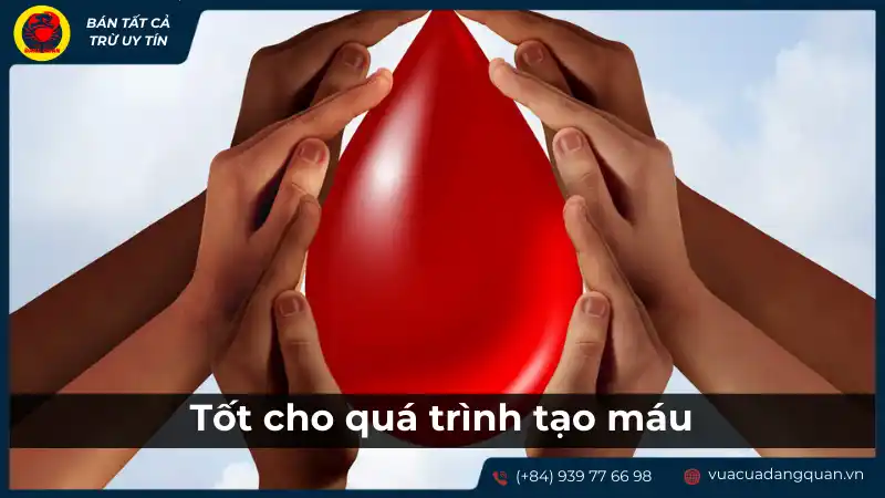 Lợi ích của sò dương đối với quá trình tạo máu
