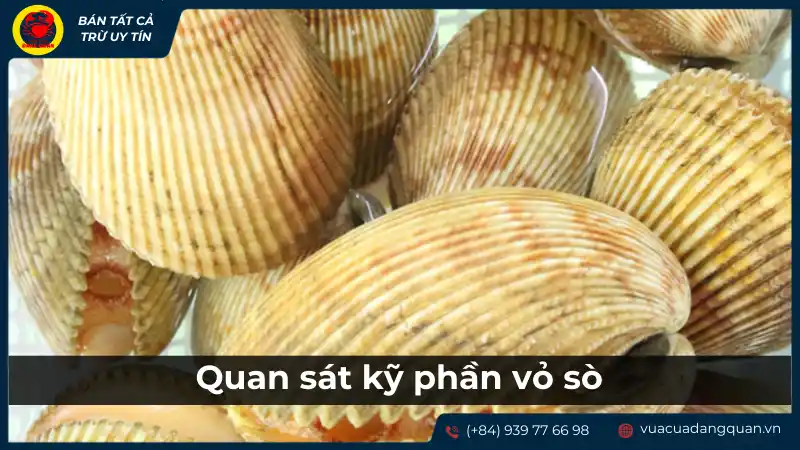 Cách chọn mua sò dương tươi ngon qua phần vỏ
