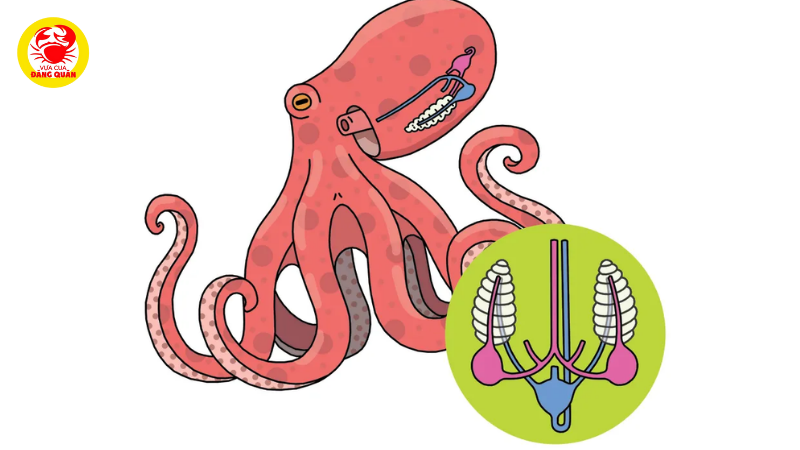 Ba trái tim và máu màu xanh Ba trái tim và máu màu xanh