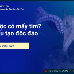 Bạch tuộc có mấy tim