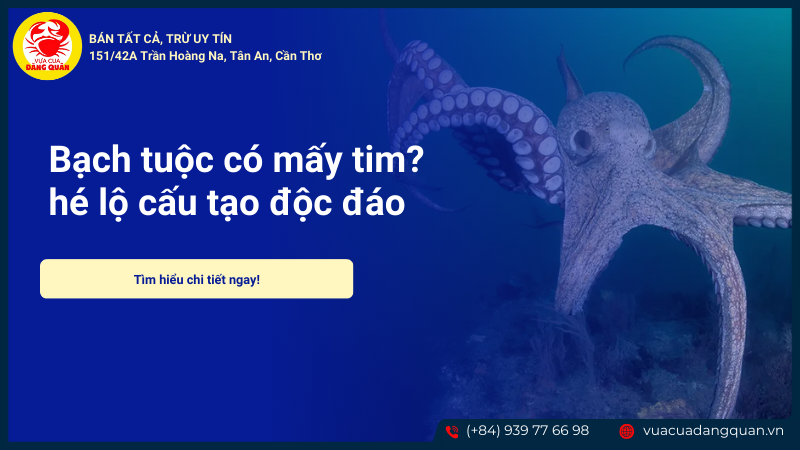Bạch tuộc có mấy tim