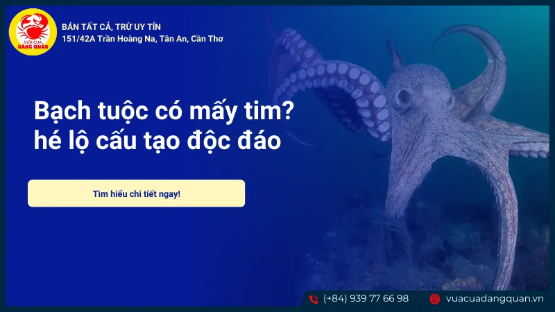 Bạch tuộc có mấy tim