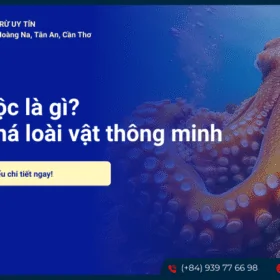 Bạch tuộc là gì