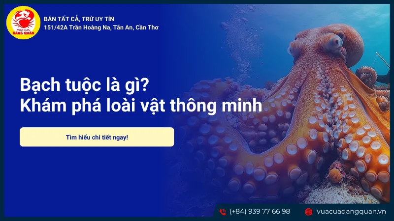Bạch tuộc là gì