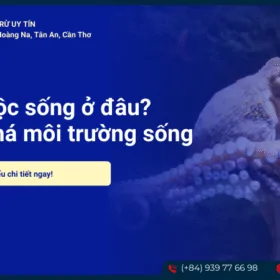 Bạch tuộc sống ở đâu