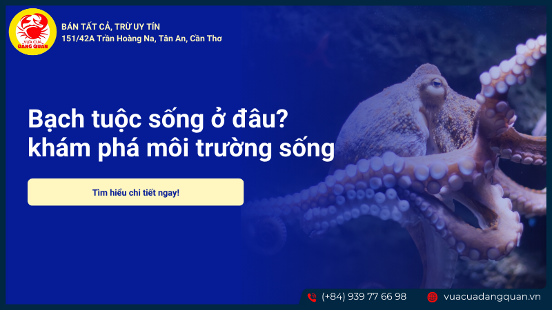Bạch tuộc sống ở đâu