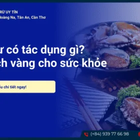 Bào ngư có tác dụng gì