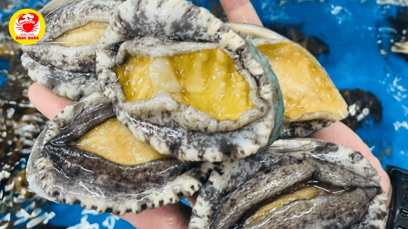 Bào ngư Hàn Quốc Bào ngư Hàn Quốc