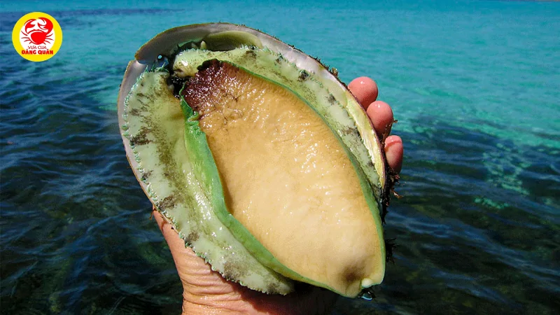 Bào ngư Úc (viền xanh, viền đen)