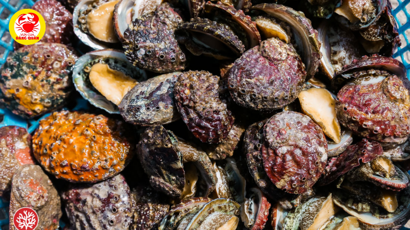 Bào ngư Việt Nam Bào ngư Việt Nam