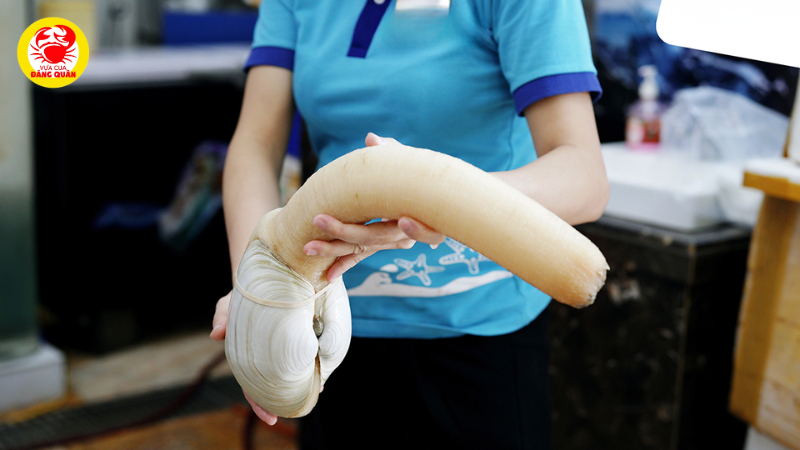 Giá ốc vòi voi bao nhiêu 1kg? Giá ốc vòi voi bao nhiêu 1kg?