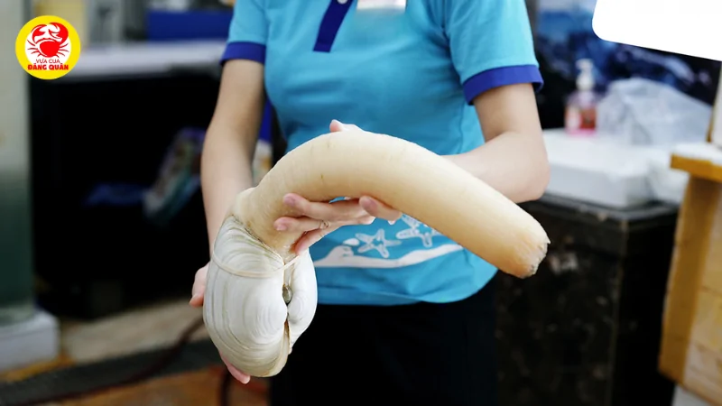 Giá ốc vòi voi bao nhiêu 1kg?