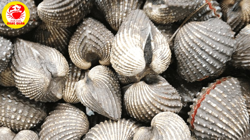 Cách bảo quản sò huyết nhiệt độ phòng Cách bảo quản sò huyết nhiệt độ phòng