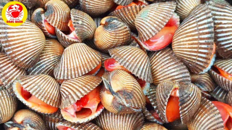 Cách bảo quản sò huyết nhiệt độ lạnh