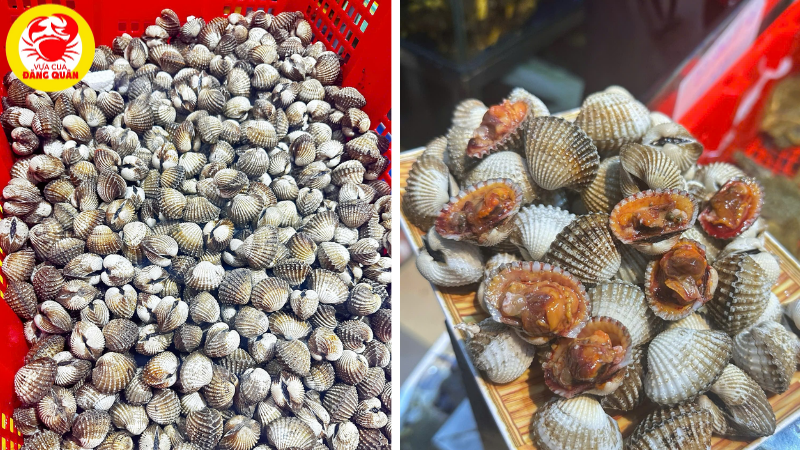 Bì quyết bảo quản sò huyết Bì quyết bảo quản sò huyết