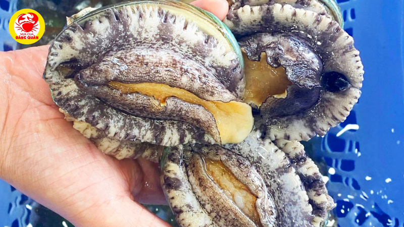 Bí quyết chọn bào ngư tươi ngon nhất Bí quyết chọn bào ngư tươi ngon nhất