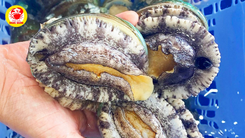 Bí quyết chọn bào ngư tươi ngon nhất để nướng Bí quyết chọn bào ngư tươi ngon nhất để nướng