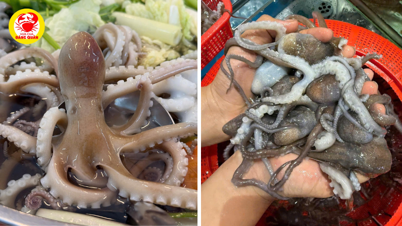Bí quyết chọn mua bạch tuộc Cần Thơ tươi ngon như người bản xứ Bí quyết chọn mua bạch tuộc Cần Thơ tươi ngon như người bản xứ