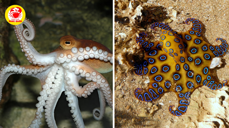 Các loài bạch tuộc phổ biến ở Việt Nam Các loài bạch tuộc phổ biến ở Việt Nam