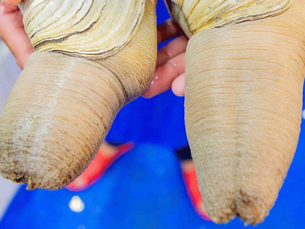 Các loại ốc vòi voi phổ biến