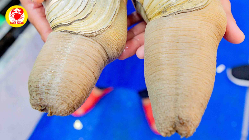 Các loại ốc vòi voi phổ biến Các loại ốc vòi voi phổ biến