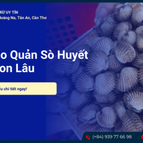 Cách bảo quản sò huyết