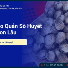 Cách bảo quản sò huyết