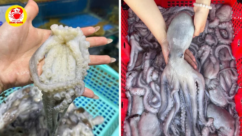 Cách chọn bạch tuộc tươi sống