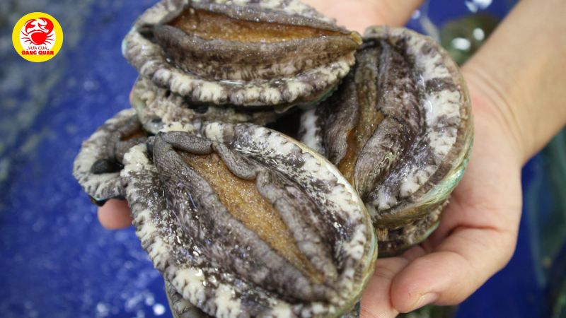Cách chọn bào ngư tươi sống Cách chọn bào ngư tươi sống
