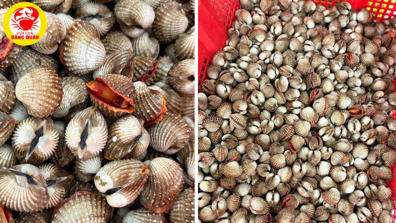 Cách chọn sò huyết tươi Cách chọn sò huyết tươi