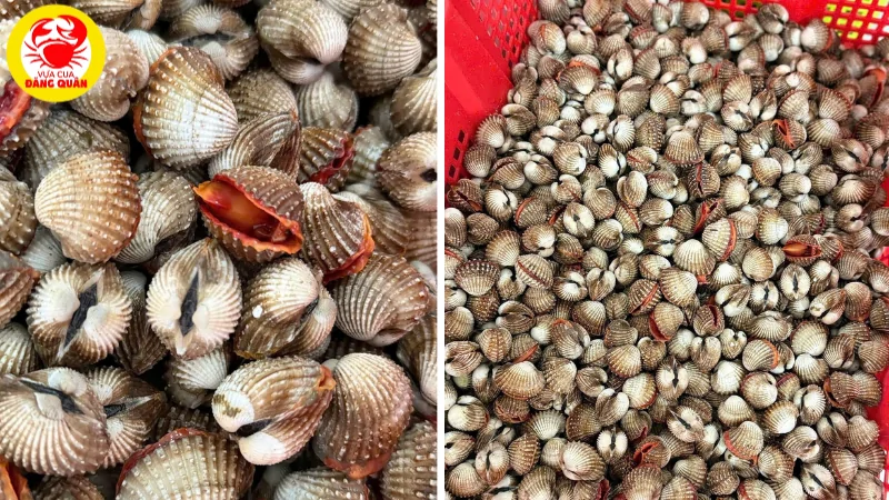 Cách chọn sò huyết tươi