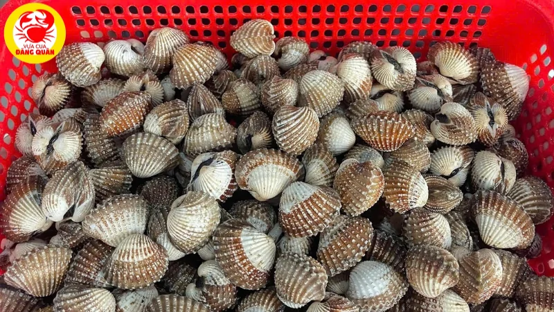 Cách chọn sò huyết tươi sống