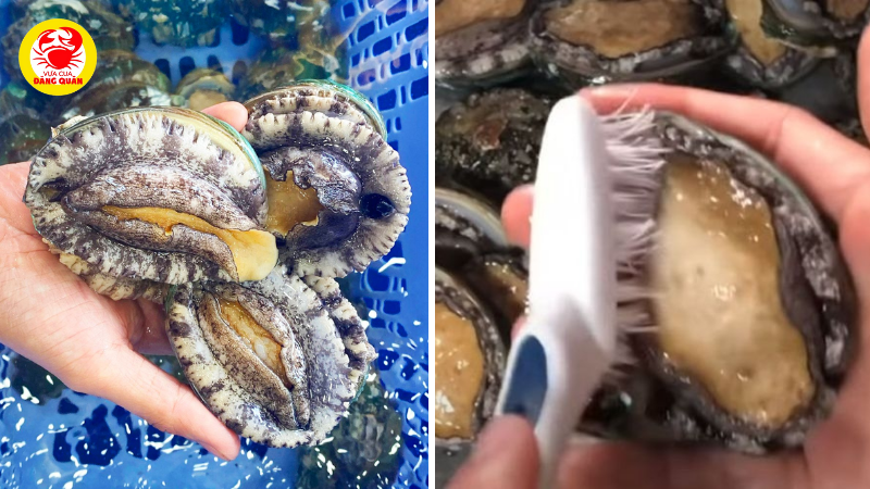 Chọn và sơ chế bào ngư đúng chuẩn Chọn và sơ chế bào ngư đúng chuẩn