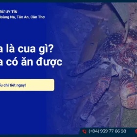 Cua dừa là gì
