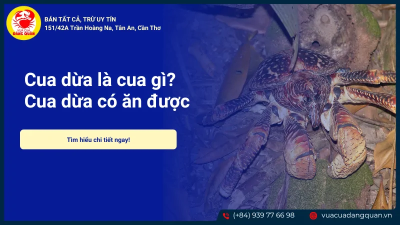 Cua dừa là gì