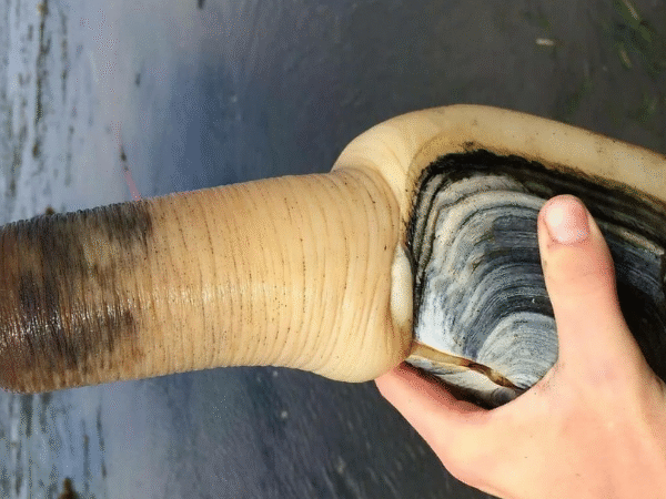 Đặc điểm và môi trường sống