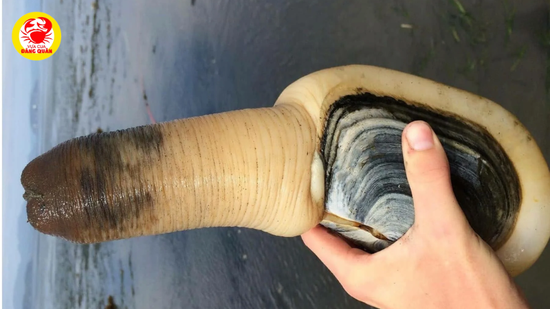 Đặc điểm và môi trường sống Đặc điểm và môi trường sống