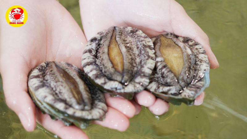 Định nghĩa và đặc điểm sinh học Định nghĩa và đặc điểm sinh học