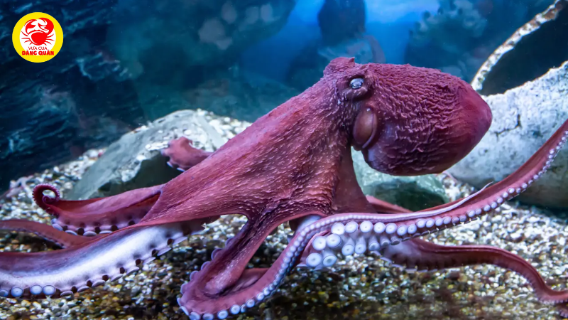 Độ sâu sinh sống từ vùng triều ven bờ đến vực thẳm Độ sâu sinh sống từ vùng triều ven bờ đến vực thẳm