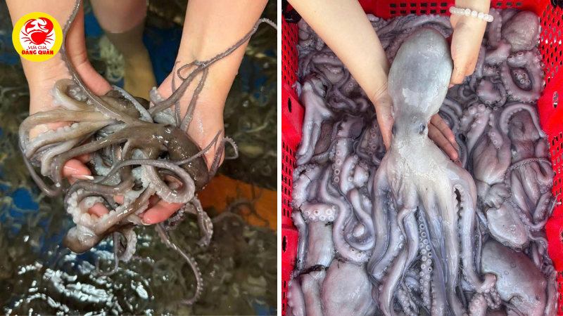 Độ tươi sống của bạch tuộc là yếu tố tiên quyết