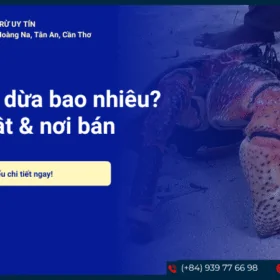 Giá cua dừa bao nhiêu 1kg